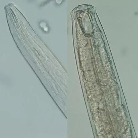 thumbnail for publication: Nematode Management in Organic Agriculture